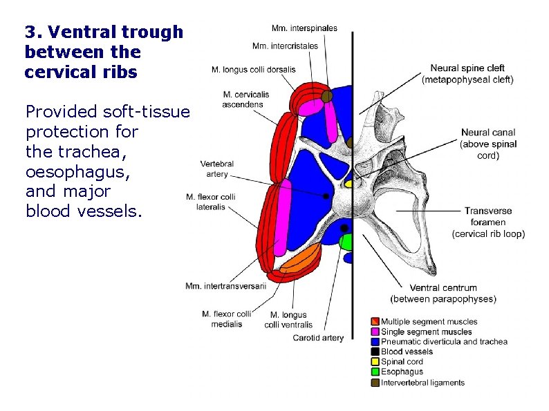 3. Ventral trough between the cervical ribs Provided soft-tissue protection for the trachea, oesophagus,