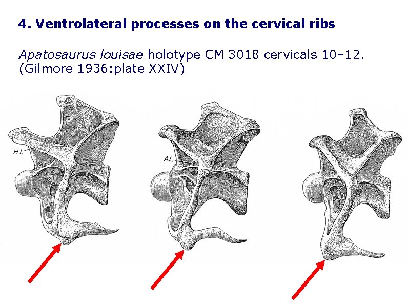 4. Ventrolateral processes on the cervical ribs Apatosaurus louisae holotype CM 3018 cervicals 10–