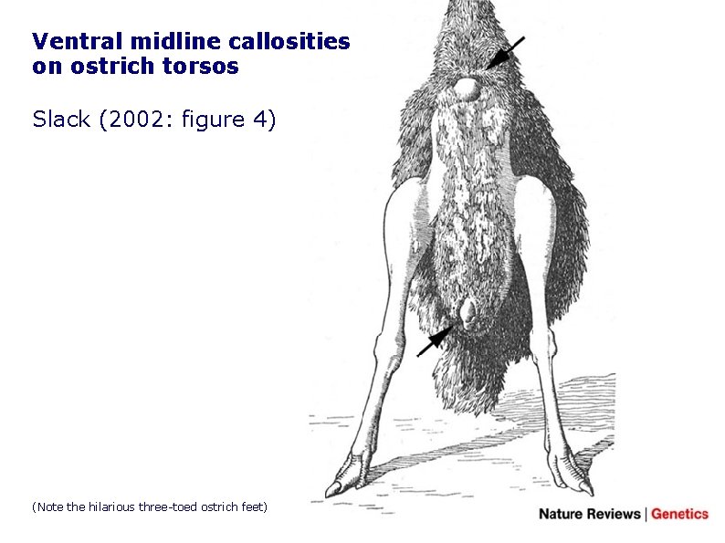 Ventral midline callosities on ostrich torsos Slack (2002: figure 4) (Note the hilarious three-toed