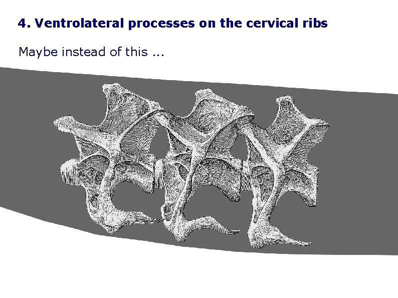 4. Ventrolateral processes on the cervical ribs Maybe instead of this. . . 
