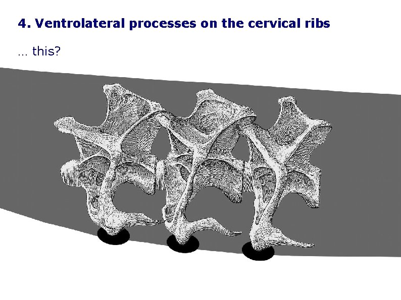 4. Ventrolateral processes on the cervical ribs … this? 