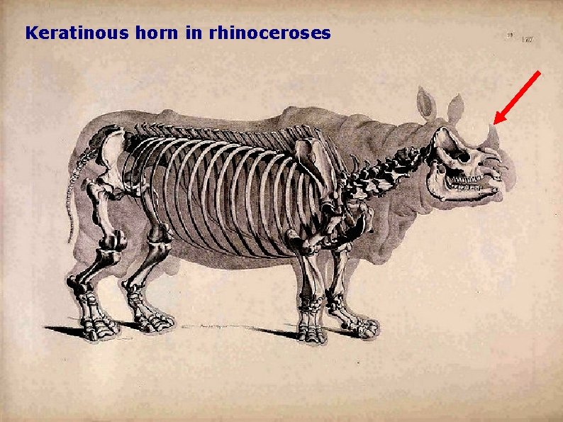 Keratinous horn in rhinoceroses 