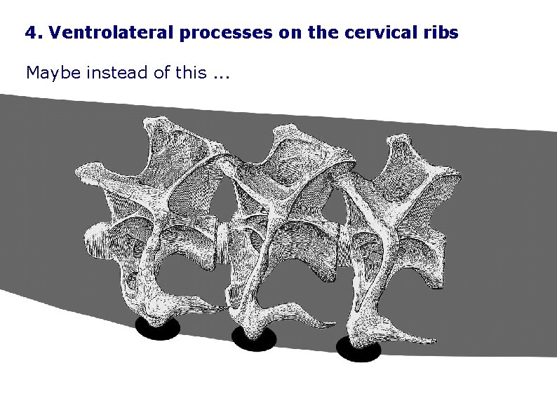 4. Ventrolateral processes on the cervical ribs Maybe instead of this. . . 