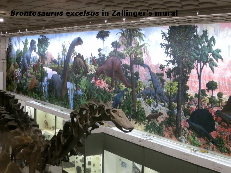 Brontosaurus excelsus in Zallinger's mural 