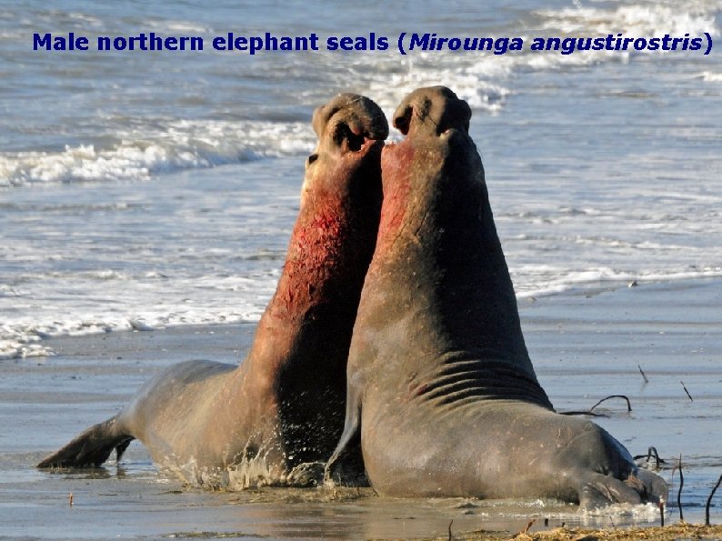 Male northern elephant seals (Mirounga angustirostris) 