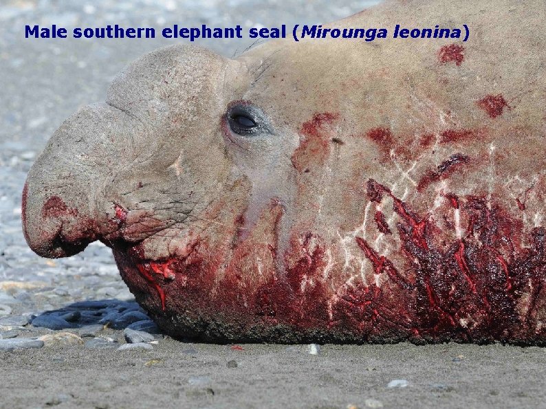 Male southern elephant seal (Mirounga leonina) 
