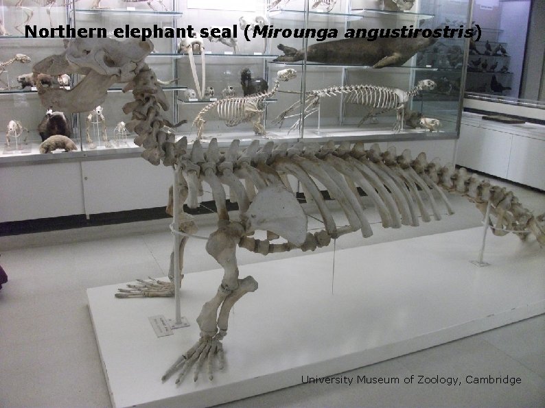 Northern elephant seal (Mirounga angustirostris) University Museum of Zoology, Cambridge 