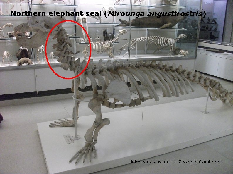 Northern elephant seal (Mirounga angustirostris) University Museum of Zoology, Cambridge 