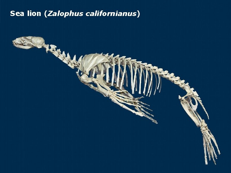 Sea lion (Zalophus californianus) 