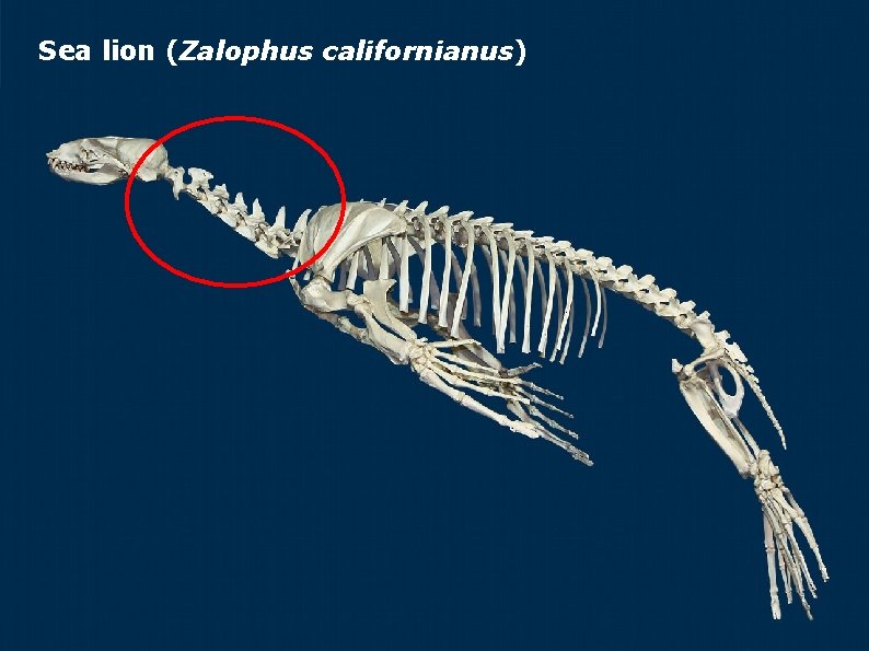 Sea lion (Zalophus californianus) 