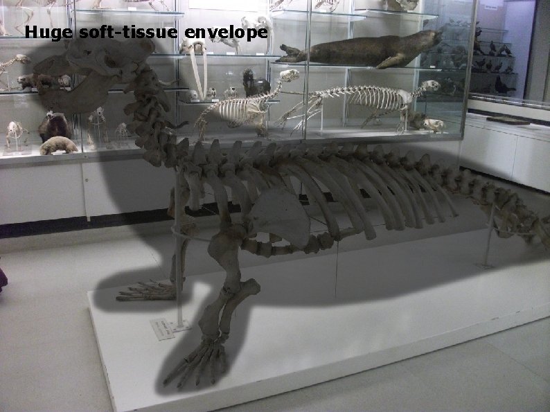 Huge soft-tissue envelope 