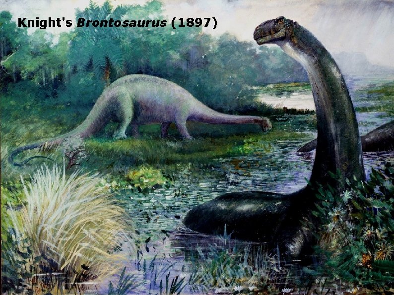 Knight's Brontosaurus (1897) 
