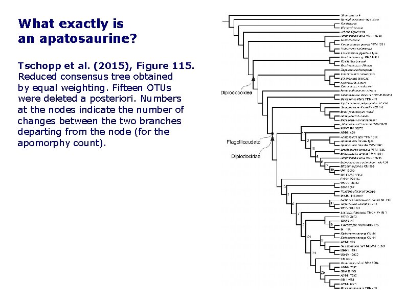 What exactly is an apatosaurine? Tschopp et al. (2015), Figure 115. Reduced consensus tree