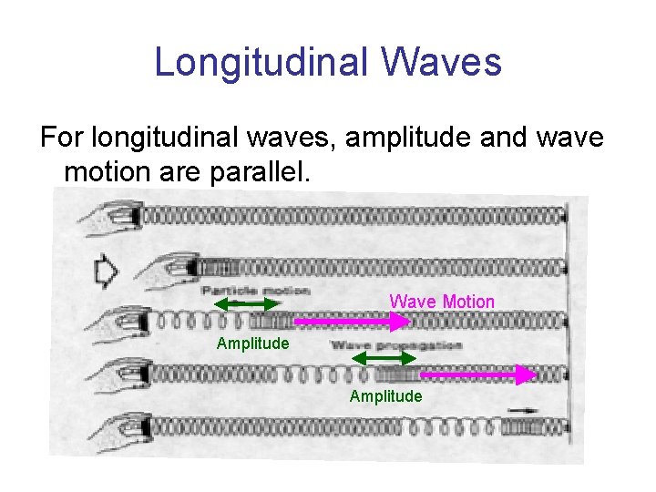 Longitudinal Waves For longitudinal waves, amplitude and wave motion are parallel. Wave Motion Amplitude