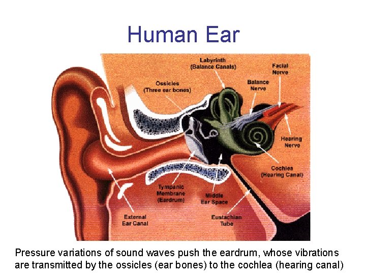 Human Ear Pressure variations of sound waves push the eardrum, whose vibrations are transmitted