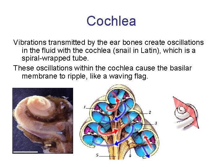 Cochlea Vibrations transmitted by the ear bones create oscillations in the fluid with the