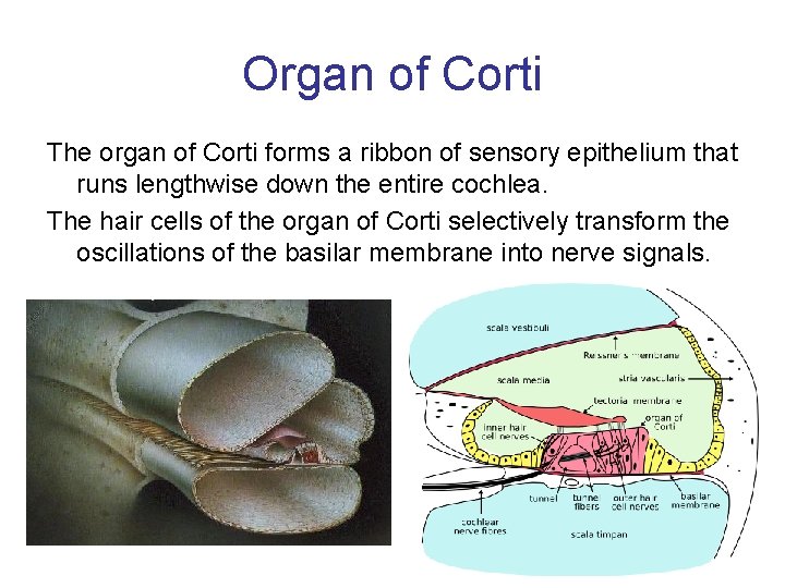 Organ of Corti The organ of Corti forms a ribbon of sensory epithelium that