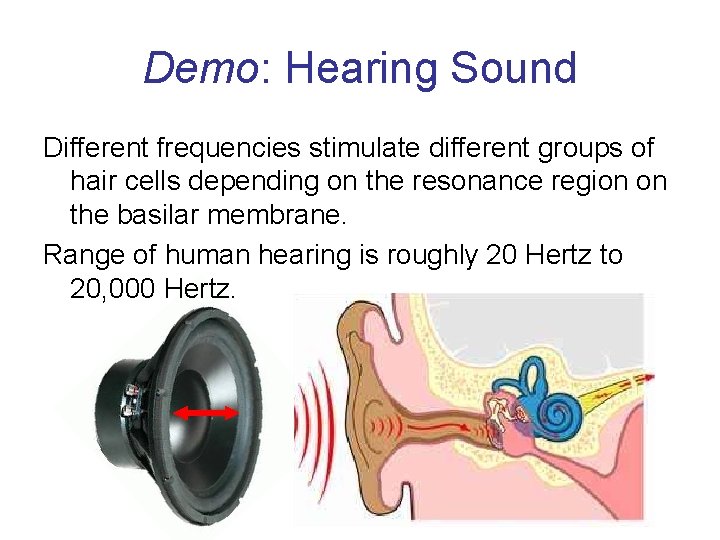 Demo: Hearing Sound Different frequencies stimulate different groups of hair cells depending on the