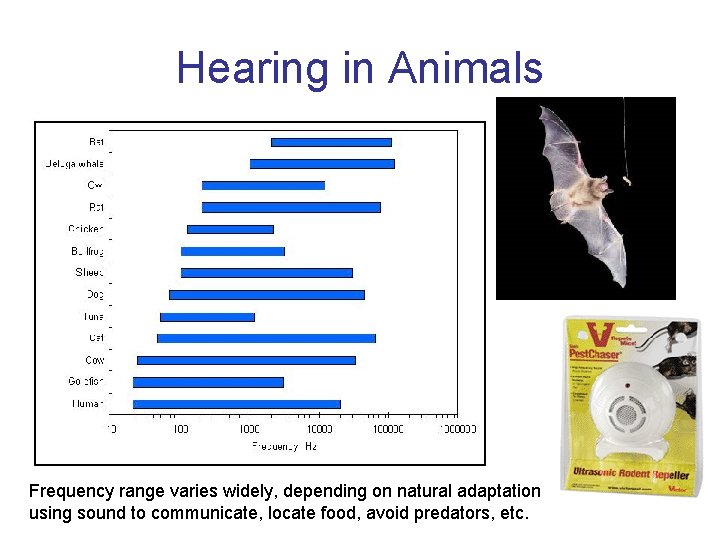 Hearing in Animals Frequency range varies widely, depending on natural adaptation using sound to