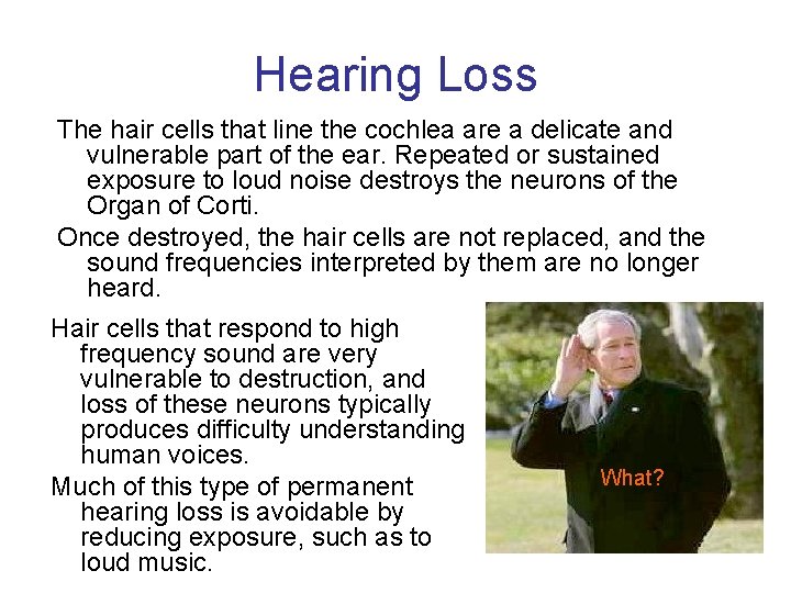 Hearing Loss The hair cells that line the cochlea are a delicate and vulnerable