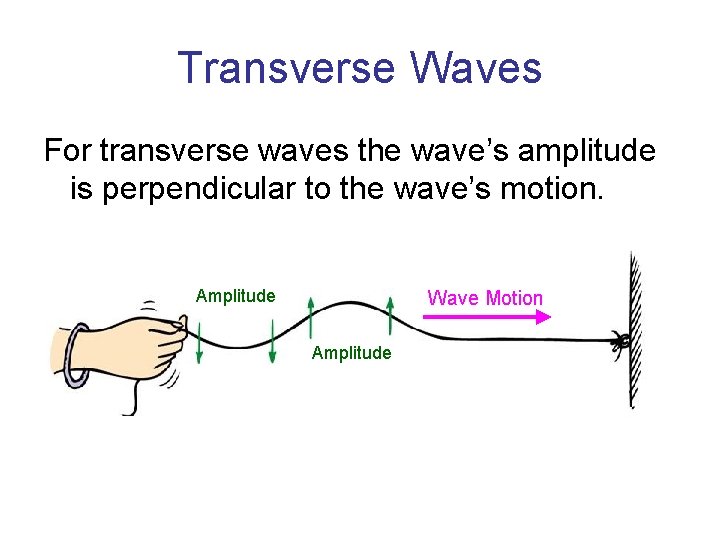 Transverse Waves For transverse waves the wave’s amplitude is perpendicular to the wave’s motion.