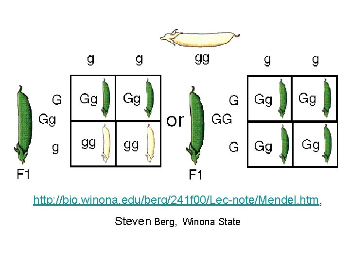 http: //bio. winona. edu/berg/241 f 00/Lec-note/Mendel. htm, Steven Berg, Winona State 