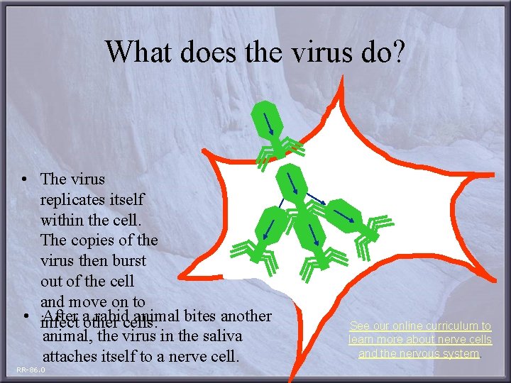 What does the virus do? • The virus replicates itself within the cell. The