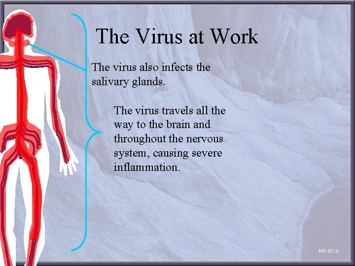 The Virus at Work The virus also infects the salivary glands. The virus travels
