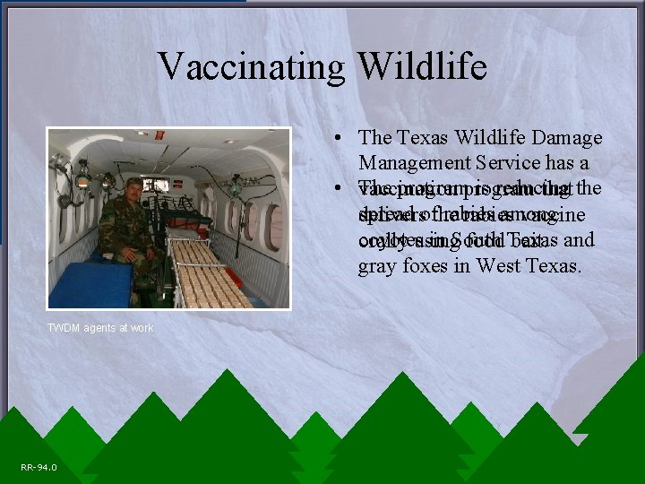 Vaccinating Wildlife • The Texas Wildlife Damage Management Service has a • The program