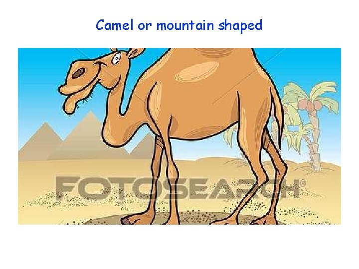 Camel or mountain shaped 