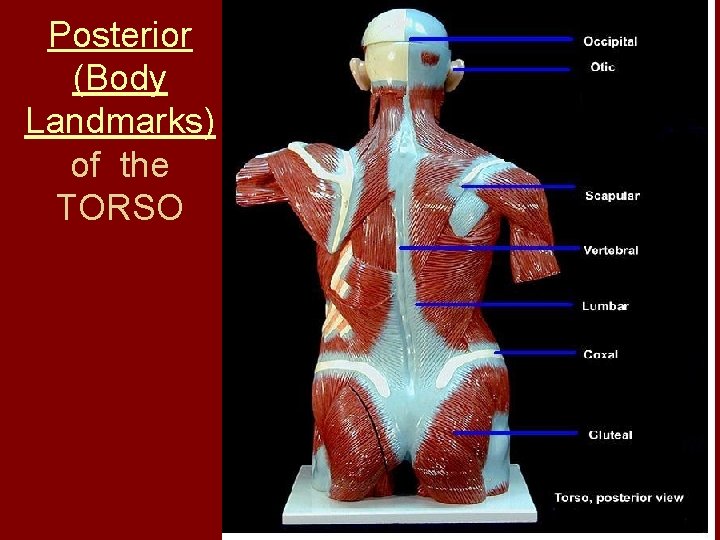 Posterior (Body Landmarks) of the TORSO  Posterior (Body Landmarks) of the TORSO