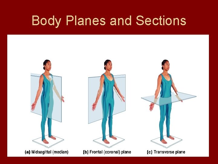 Body Planes and Sections  Body Planes and Sections