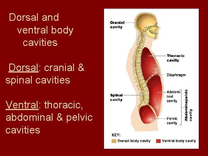 Dorsal and ventral body cavities Dorsal: cranial & spinal cavities Ventral: thoracic, abdominal & Dorsal and ventral body cavities Dorsal: cranial & spinal cavities Ventral: thoracic, abdominal &