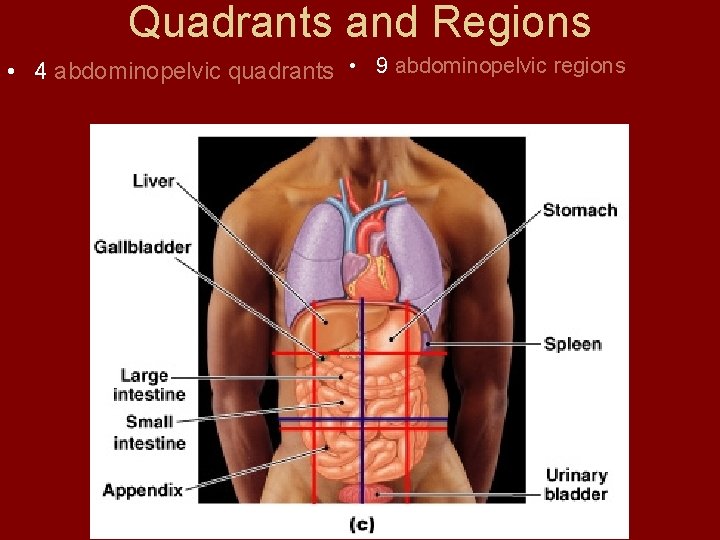 Quadrants and Regions • 4 abdominopelvic quadrants • 9 abdominopelvic regions  Quadrants and Regions • 4 abdominopelvic quadrants • 9 abdominopelvic regions