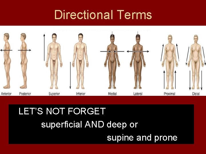Directional Terms LET’S NOT FORGET superficial AND deep or supine and prone  Directional Terms LET’S NOT FORGET superficial AND deep or supine and prone