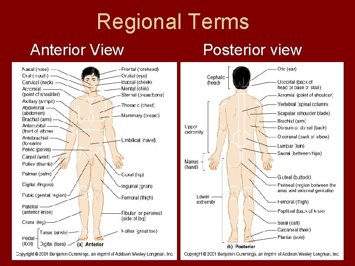 Regional Terms Anterior View Posterior view  Regional Terms Anterior View Posterior view