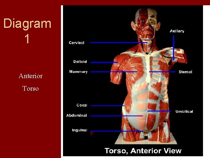 Diagram 1 Anterior Torso  Diagram 1 Anterior Torso