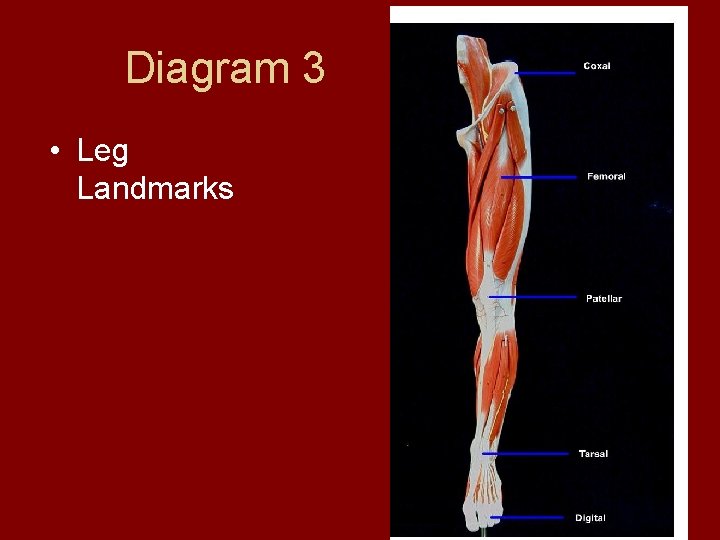 Diagram 3 • Leg Landmarks  Diagram 3 • Leg Landmarks