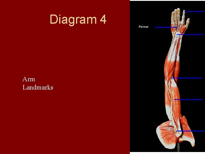 Diagram 4 Arm Landmarks  Diagram 4 Arm Landmarks