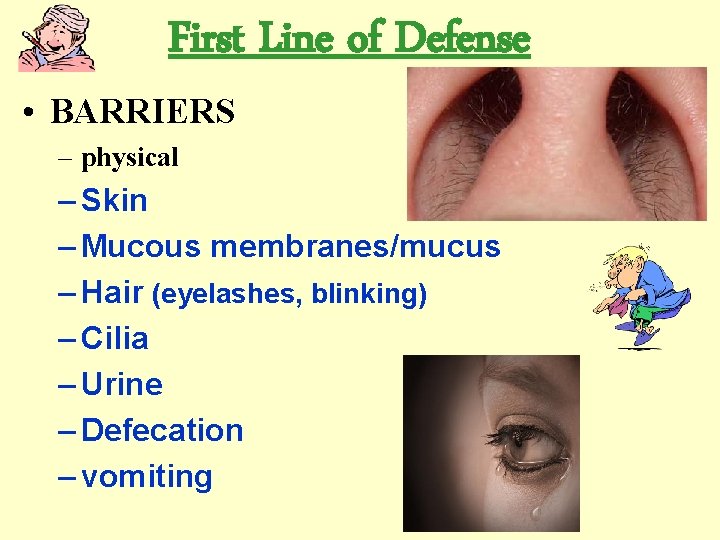 First Line of Defense • BARRIERS – physical – Skin – Mucous membranes/mucus –