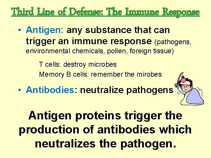Third Line of Defense: The Immune Response • Antigen: any substance that can trigger