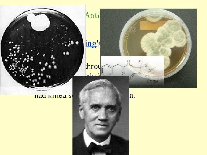 Antibiotics • Alexander Fleming's discovery of Penicillin in 1928 – He was sorting through