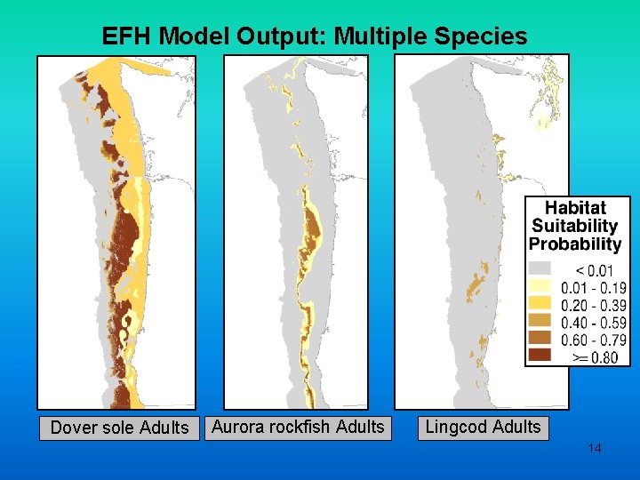 EFH Model Output: Multiple Species Dover sole Adults Aurora rockfish Adults Lingcod Adults 14