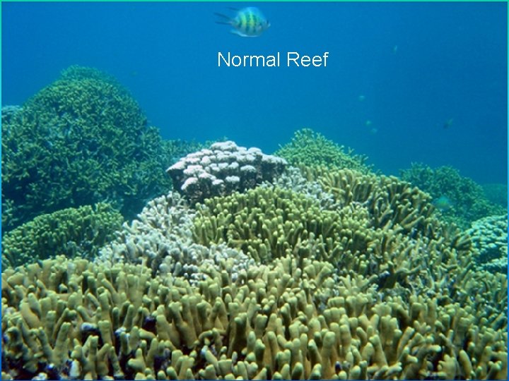 Normal Reef 