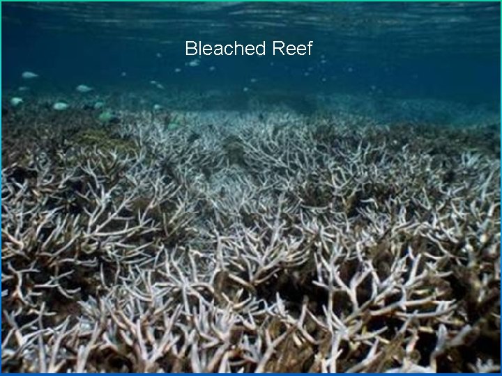 Bleached Reef 