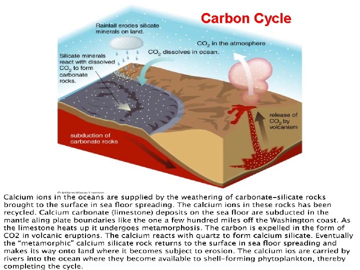 Carbon Cycle 