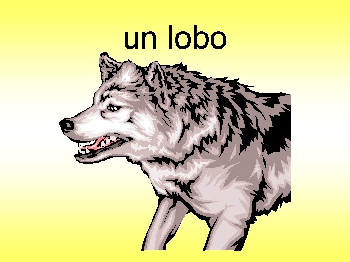 un lobo 