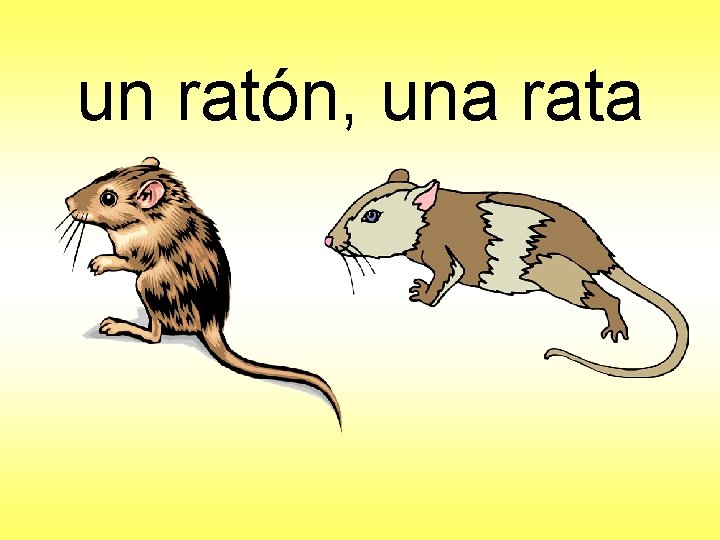 un ratón, una rata 