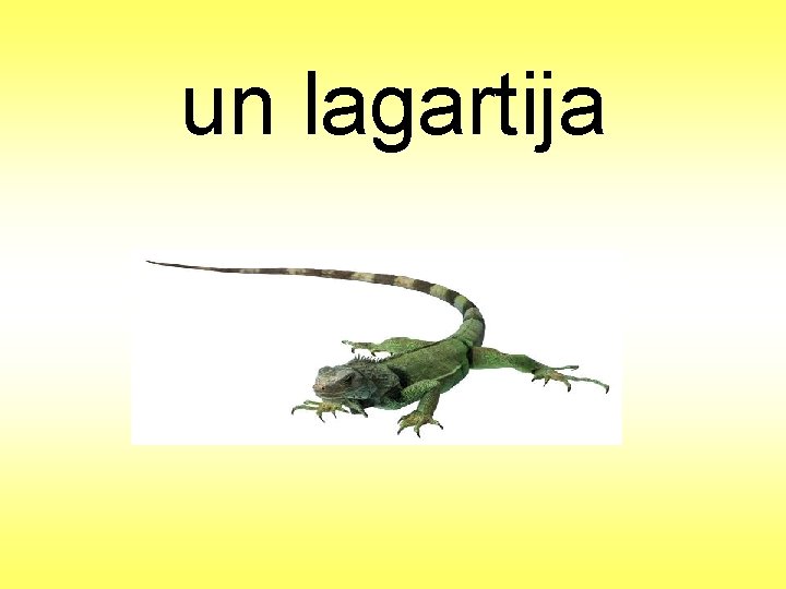 un lagartija 