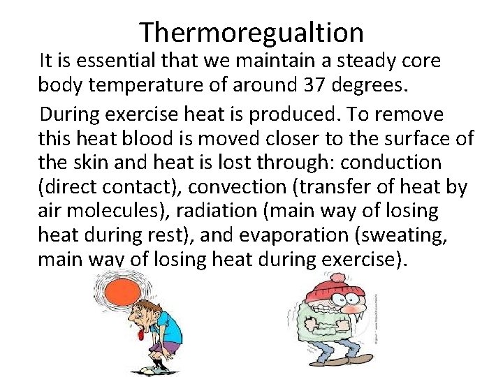 Thermoregualtion It is essential that we maintain a steady core body temperature of around